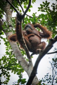 Orangután, Borneo