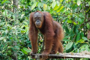 Orangután, Borneo