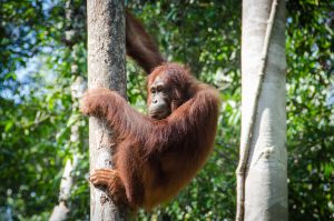 Orangután, Borneo