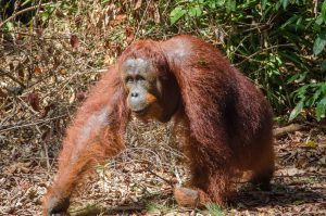 Orangután, Borneo