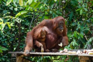 Orangután, Borneo