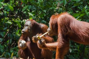 Orangután, Borneo