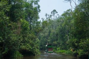 Orangután, Borneo