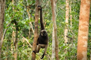 Orangután, Borneo