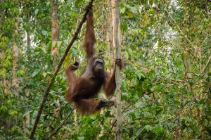 Orangután, Borneo